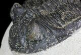 Bargain, Hollardops Trilobite - Visible Eye Facets #68612-4
